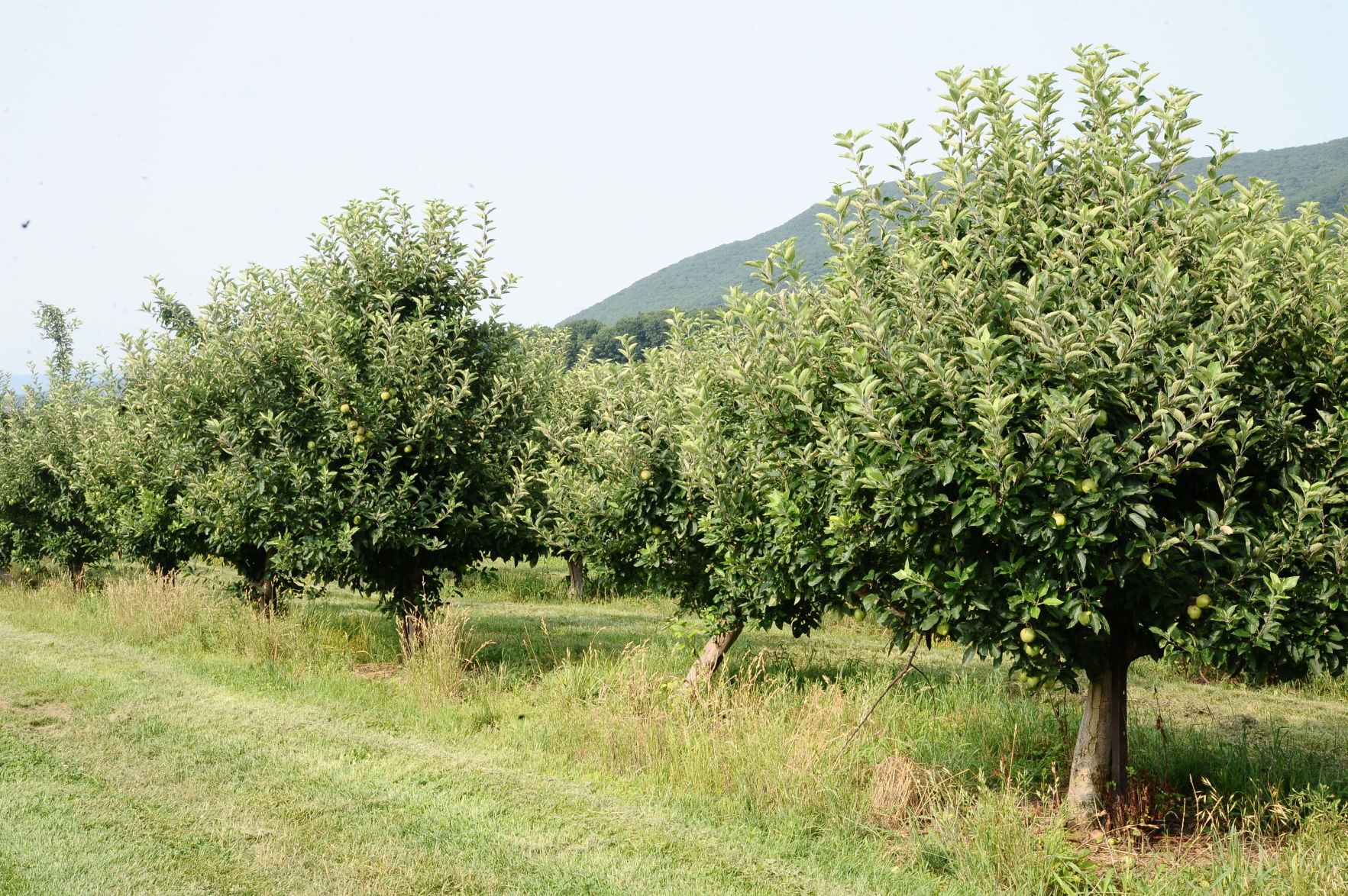 Apple orchard wide shot